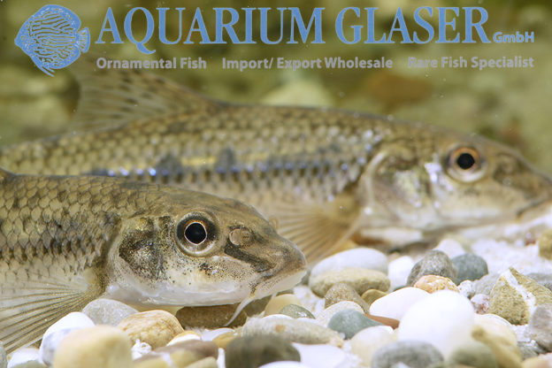 Gobio gobio, Gründling Aquarium Glaser GmbH