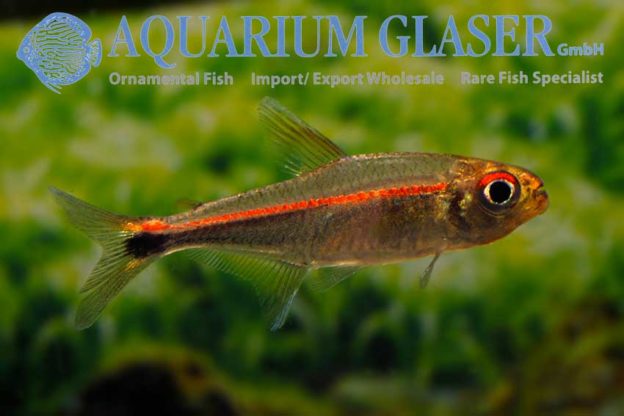 Hemigrammus rubrostriatus Aquarium Glaser GmbH