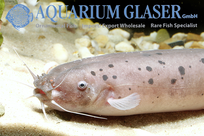 Malapterurus beninensis - Electric catfish - Aquarium Glaser GmbH