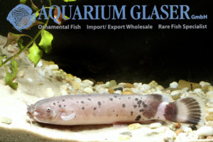 Malapterurus beninensis Zitterwels Aquarium Glaser GmbH
