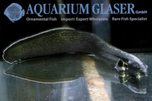 Mastacembelus unicolor Aquarium Glaser GmbH