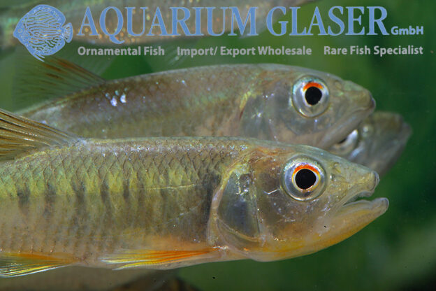Opsariichthys cf. songmaensis Aquarium Glaser GmbH