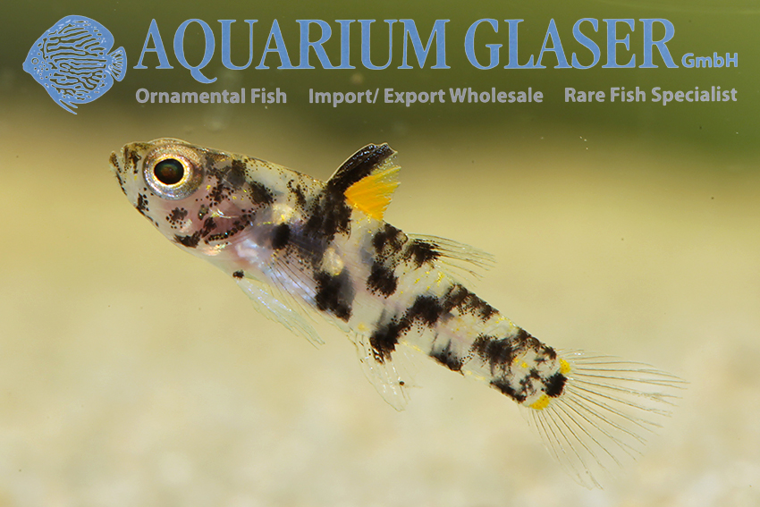 GOOGLE EYE GOBY