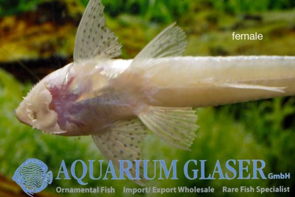 Pseudoloricaria sp. Aquarium Glaser GmbH