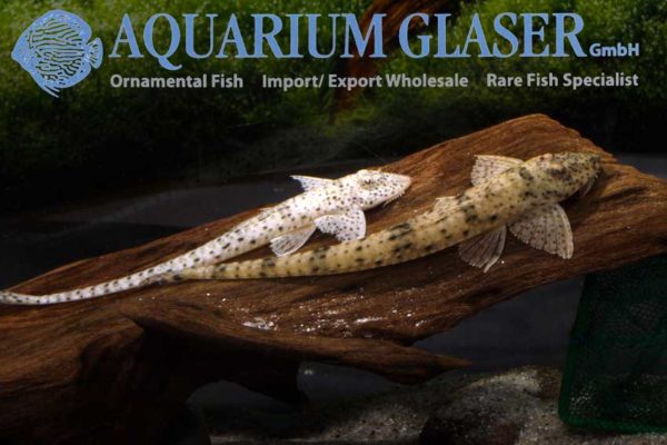 Pseudoloricaria sp. Aquarium Glaser GmbH