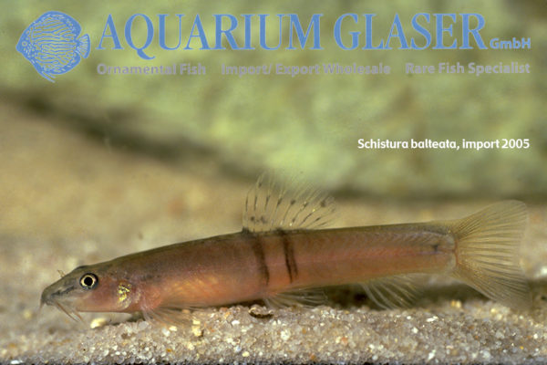 Schistura cf. balteata Aquarium Glaser GmbH