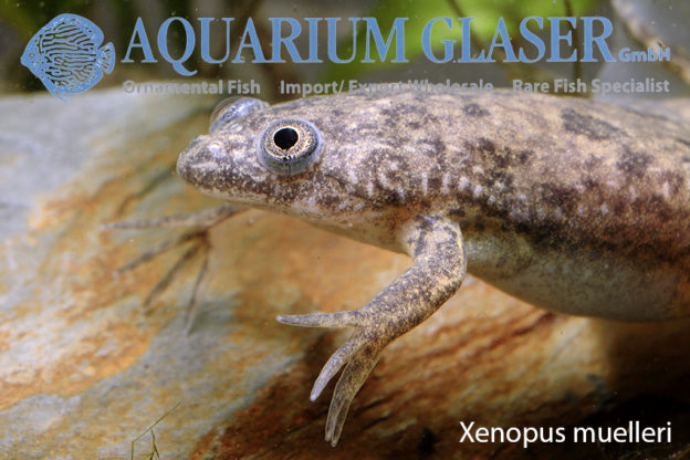 Xenopus tropicalis Aquarium Glaser GmbH