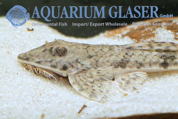 Loricaria luciae Aquarium Glaser GmbH